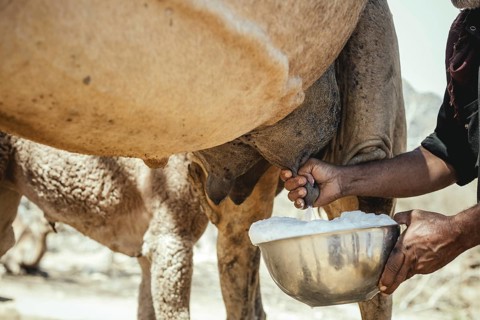 Ali milking a camel (camelus dromedarius), camel farm of Sheikh Ahmed Ali Al-Mahri, Sarfeit,