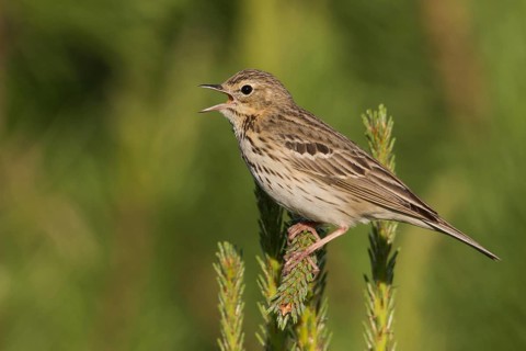 Tree Pipit - Baumpieper - Anthus trivialis ssp. trivialis, Russia