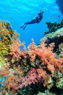 Underwater photograph of a diver swimming through a narrow canyon in a coral reef, in the