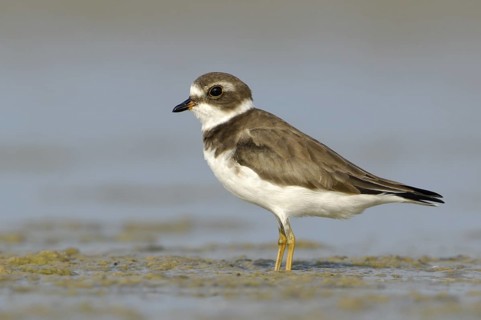 Semipalmated Plover (Charadrius semipalmatus), Texas, USA