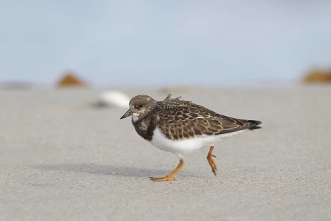 Steinwälzer; lat. Arenaria interpres; am Sandstrand laufend; Nordseestrand; Düne von Helgoland