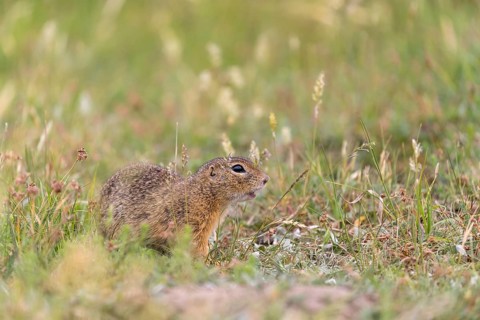 One European ground squirrel (Spermophilus citellus) or European souslik sitting in grass and