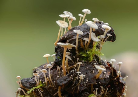 Collybia amanitae, collybia cirrhata, microcollybia cirrhata, piggyback shanklet, rapeseed, silky