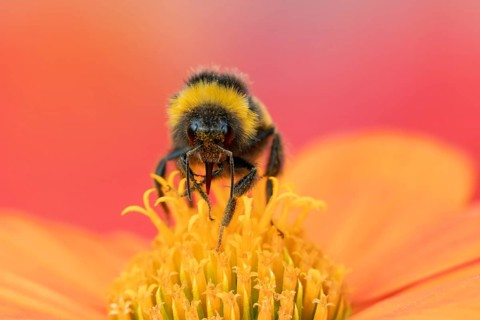 Buff tailed bumblebee (Bombus terrestris) adult bee insect on a garden Mexican sunflower (Tithonia