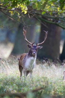 Fallow deer (Dama dama) adult male buck in a woodland, England, United Kingdom