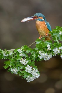 Common Kingfisher (Alcedo atthis) female perched on a branch with a fish in its beak, Lower Saxony,