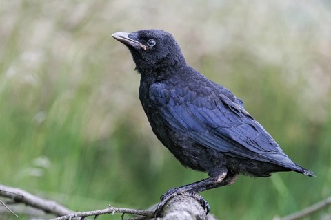 Carrion Crow (Corvus corone) freshly fledged young bird, Hesse, Germany