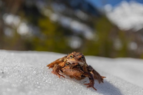 Mating couple of common frog, Rana temporaria, sitting on snow in early springtime, heading for the