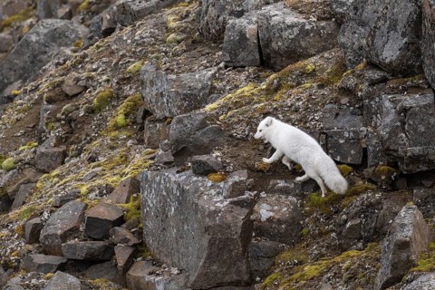 Running Arctic fox (Vulpes lagopus) in winter coat, Straumsland, Spitsbergen, Svalbard, Norway