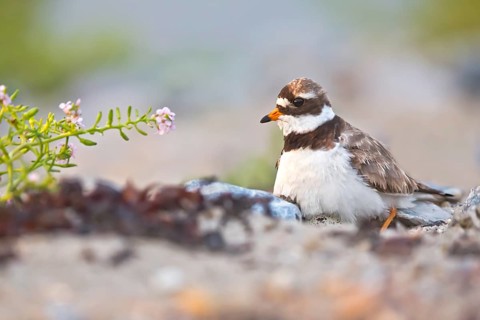 Common Ringed Plover (Charadrius hiaticula) at nest, Schleswig-Holstein, Germany