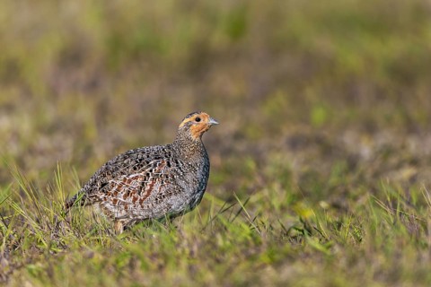The female grey partridge (Perdix perdix) rarely interrupts her search for food, relying on the