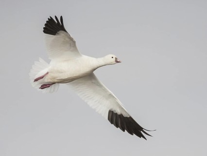 Ross's Goose (Anser rossii) flying, California, USA