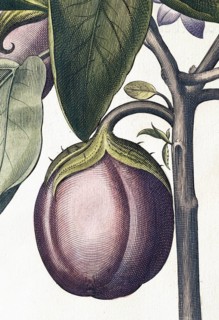 Aubergine (Solanum melongena) or egg plant, hand-coloured copperplate engraving by Basilius Besler,