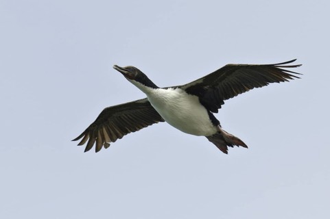 Bronze Shag (Leucocarbo chalconotus), New Zealand