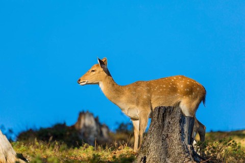 One female Manchurian sika deer or Dybowski's sika deer (Cervus nippon mantchuricus or Cervus
