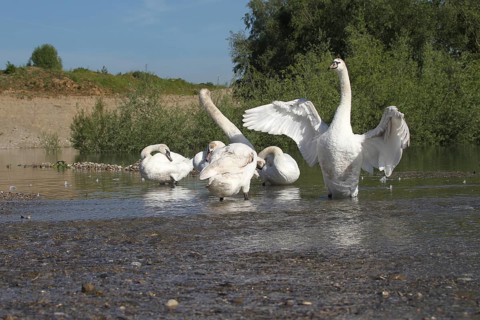 Mute swan (Cygnus olor) Feather care in the shallow water of a gravel pit, Allgäu, Bavaria,
