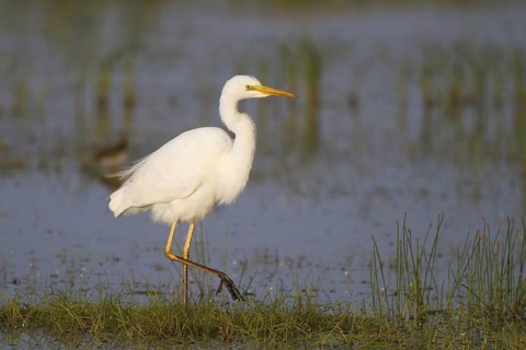 Great Egret (Ardea alba) foraging, Greece