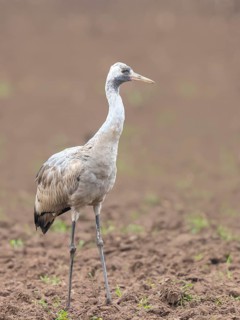 Common crane, Common crane (Grus grus) young bird standing on a field in spring, wildlife, birds,