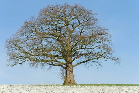 Oak (Quercus), gnarled solitary tree in winter, blue sky, North Rhine-Westphalia, Germany