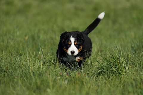 A young Bernese cattle dog running across a green meadow, a Bernese cattle dog (Canis lupus