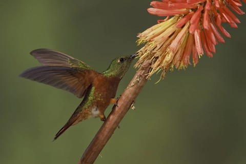 Chestnut-breasted Coronet (Boissonneaua matthewsii), Ecuador