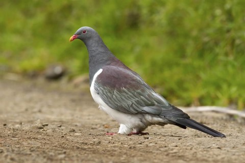 Chatham Pigeon (Hemiphaga chathamensis), Chatham Island, New Zealand