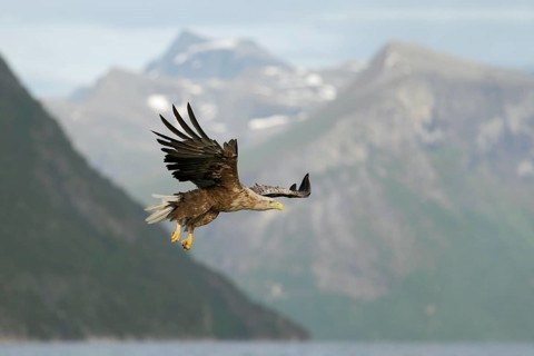 Seeadler; lat. Haliaeetus albicilla; im Abwärtsflug mit hängenden Fängen über dem Romsdalfjord mit
