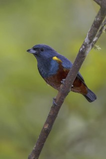 Chestnut-bellied Euphonia (Euphonia pectoralis) male, Atlantic rainforest, Brazil