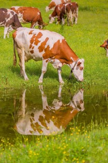 Holstein Friesian cattle stand on a green meadow at a puddle and drink. A reflection of the cows