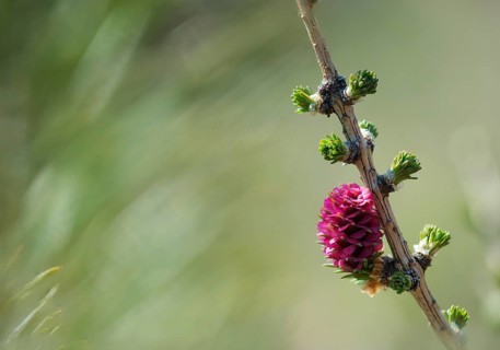 European larch, pine family, Larix decidua, larch, pinaceae, tree, flower, trees, female, flora,