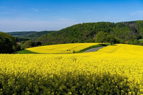 Small country road through rapeseed fields in full bloom, spring in Elfringhauser Schweiz, hilly