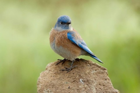 Western Bluebird (Sialia mexicanus)
