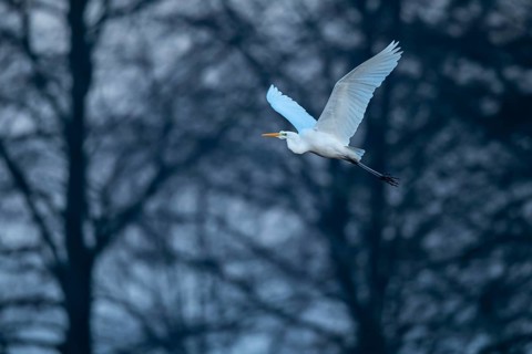Great White Egret (Ardea alba, syn.: Casmerodius albus, Egretta alba), Dümmer, Lembruch, Lower