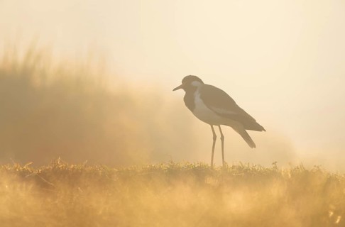 A white-breasted waterhen (Amaurornis phoenicurus) in the grass during a misty sunrise, Gazipur,