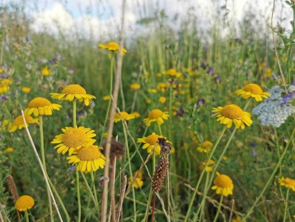 Yellow flowers, dyer's chamomile (anthemis tinctoria) in close-up blooming on a summer meadow under