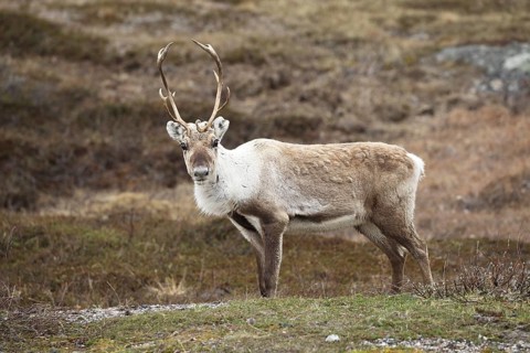 Reindeer (Rangifer tarandus) in the tundra, Lapland, Finland, Scandinavia
