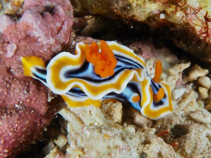 White nudibranch with black and orange stripes, magnificent star snail (Chromodoris magnifica), on