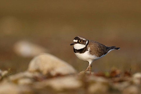 Little Ringed Plover (Charadrius dubius) male, North Rhine-Westphalia, Germany