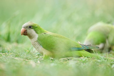 Monk parakeet (Myiopsitta monachus) wildlife on a meadow, Catalonia, Spain