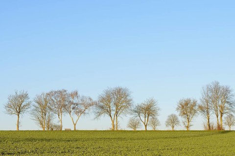 Row of trees, bare deciduous trees at the edge of a field with a bench, blue sky, North