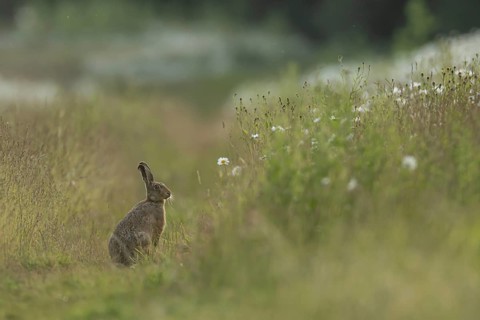 European brown hare (Lepus europaeus) adult animal in a farmland field in summer, England, United