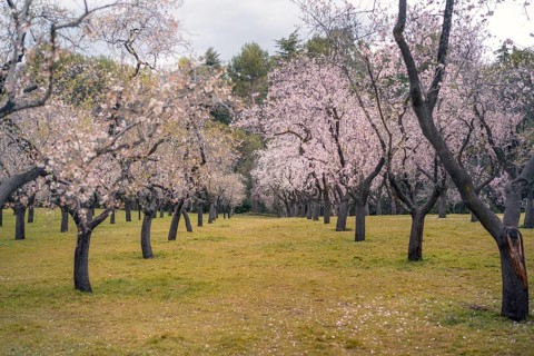 A tranquil orchard filled with cherry trees in full bloom, showcasing delicate pink blossoms under