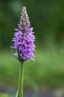 Western marsh orchid (Dactylorhiza majalis) on the Hochrhönstraße, Bavaria, Germany