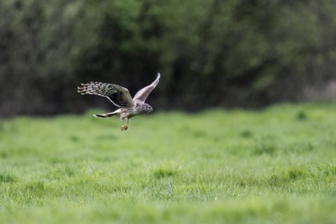 Hen harrier (Circus cyaneus), Emsland, Lower Saxony, Germany