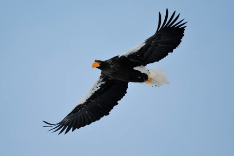 Steller's Sea Eagle (Haliaeetus pelagicus) flying, Hokkaido, Japan