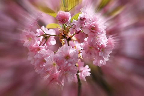 Japanese Cherry, Oriental Cherry, Japanese Cherry Tree, Japanese Blossom Cherry Tree (Prunus