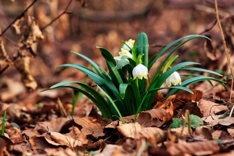 Spring knot flower (Leucojum vernum), spring snowflake on the forest floor, deciduous forest,