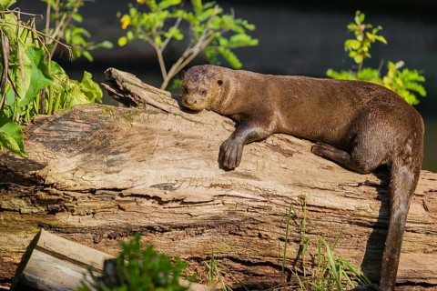 A giant otter or giant river otter (Pteronura brasiliensis) rests on a rotten tree