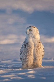 Snowy Owl (Bubo scandiacus) female, Quebec, Canada
