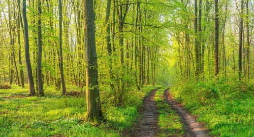 Panorama, hiking trail through near-natural deciduous forest of oaks and beeches in early spring,